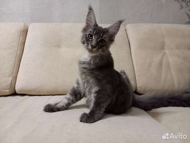 Котята мейн-кун