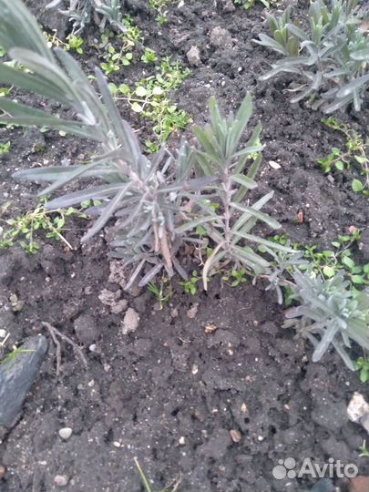 Лаванда саженцы