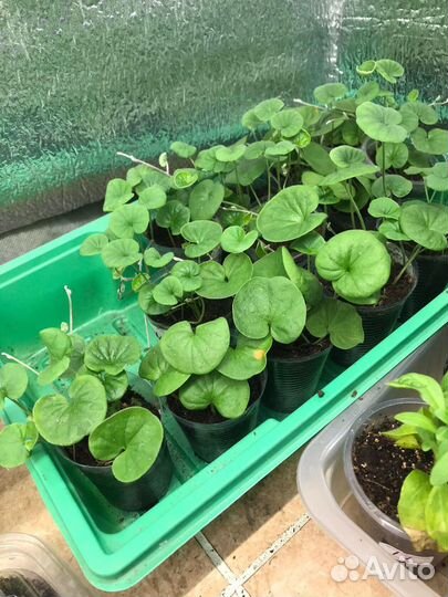 Коллизия, дихондра