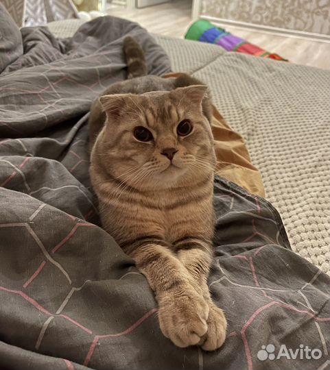 Шотландский кот вязка