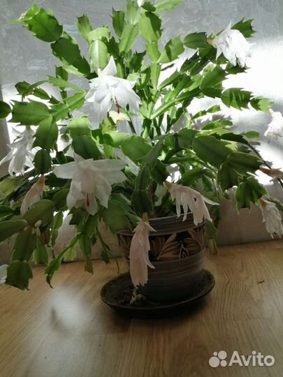 Декабрист белый