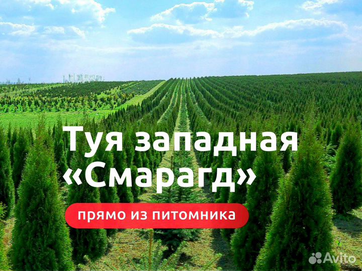 Туя Смарагд от 80см