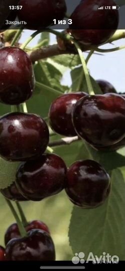 Саженцы вишни