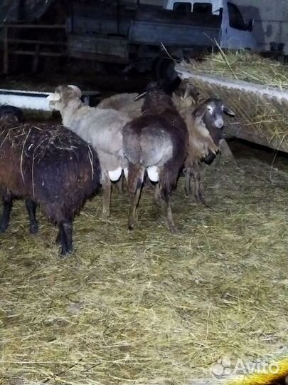 Овцы бараны