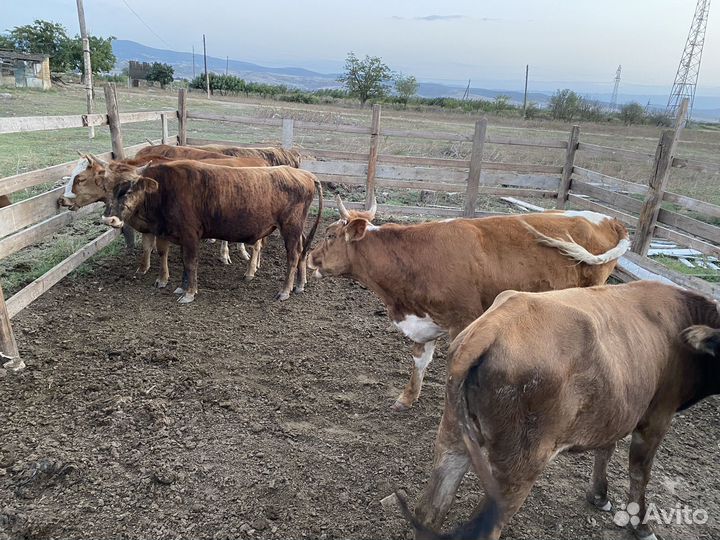 Бычки и телята