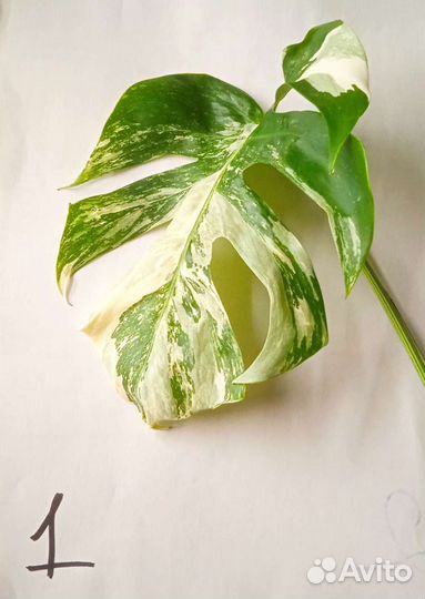 Монстера вариегатная альба