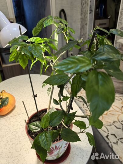 Продам гибискус красный