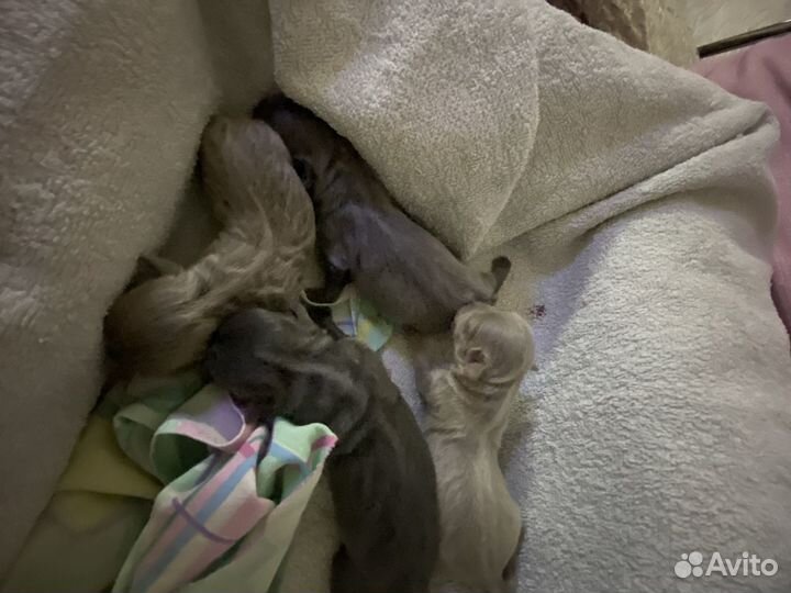 Вязка голубой чихуахуа