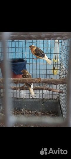 Канарейки певчие птицы