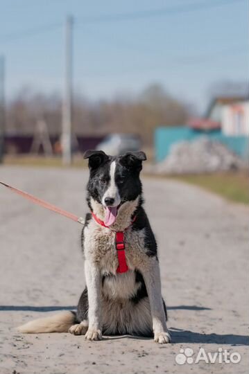 Метисы хаски 11 месяцев в дар в добрые руки