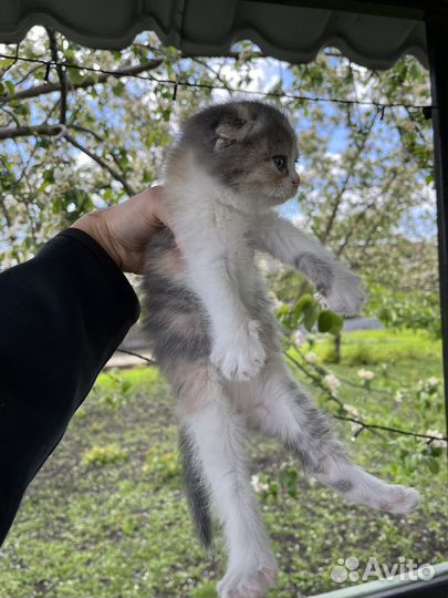 Котята в добрые руки бесплатно