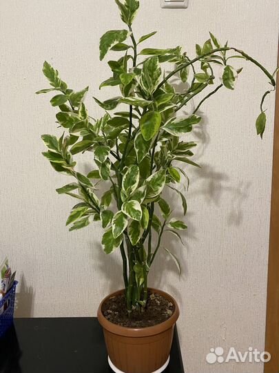 Педилантус