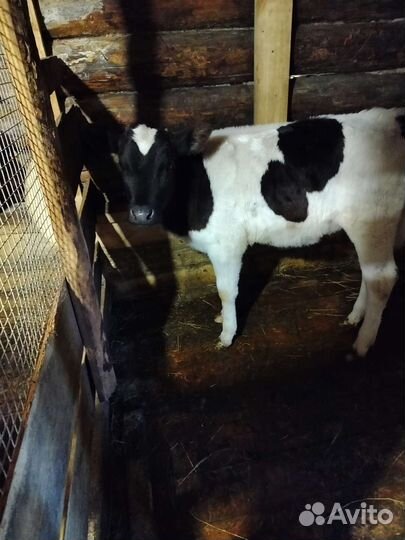 Телочки породистые