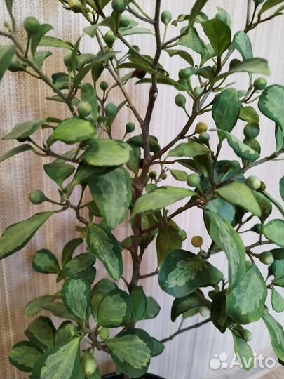 Фикус Диверсифолия Вариегатная