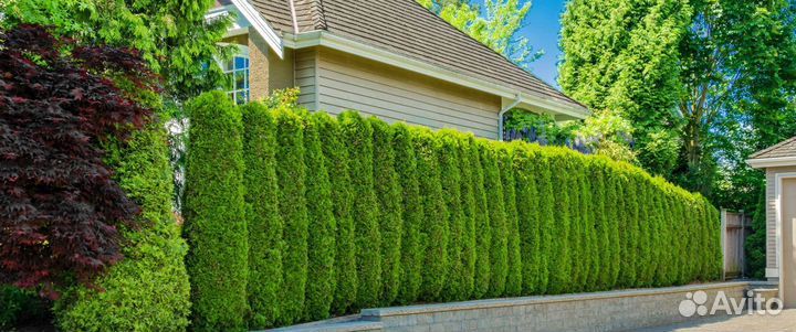 Туя брабант