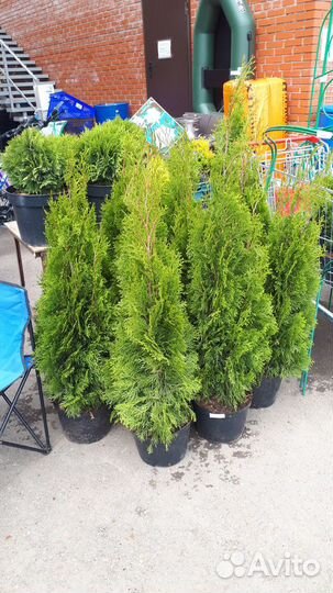 Вечнозеленая Туя 