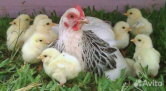 Продается молодняк птицы