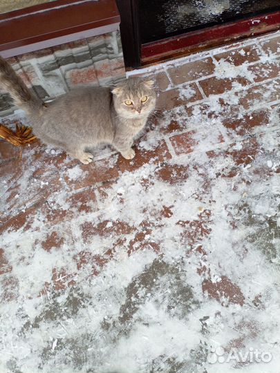 Взрослый котик
