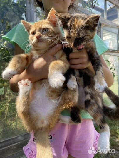 Кошка в дар