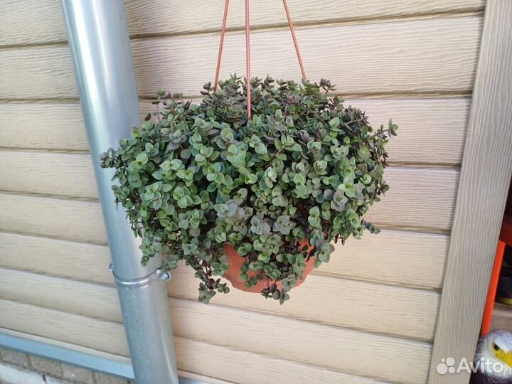 Саженцы Каллизии