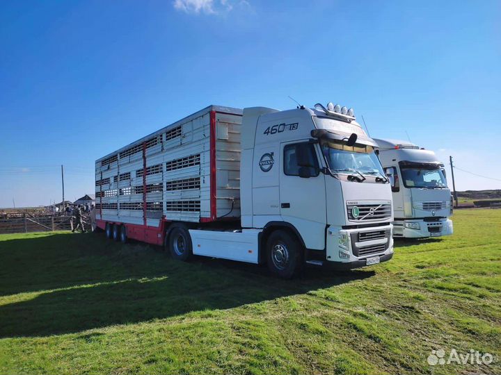 Услуги скотовоза,перевозка скота