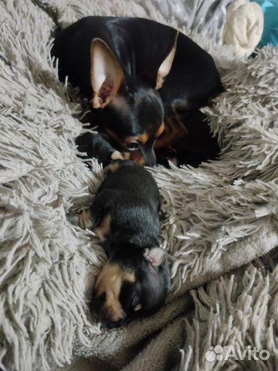 Продам девочки 2 шт. Той терьера 15000,1 шт