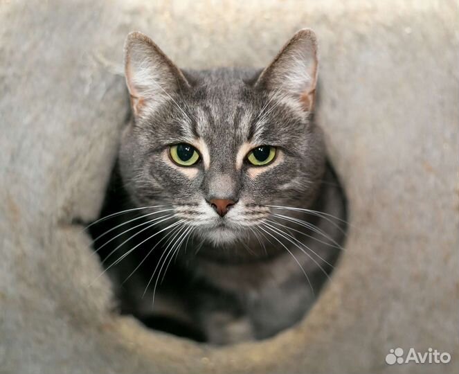 Шикарные крупные кошки