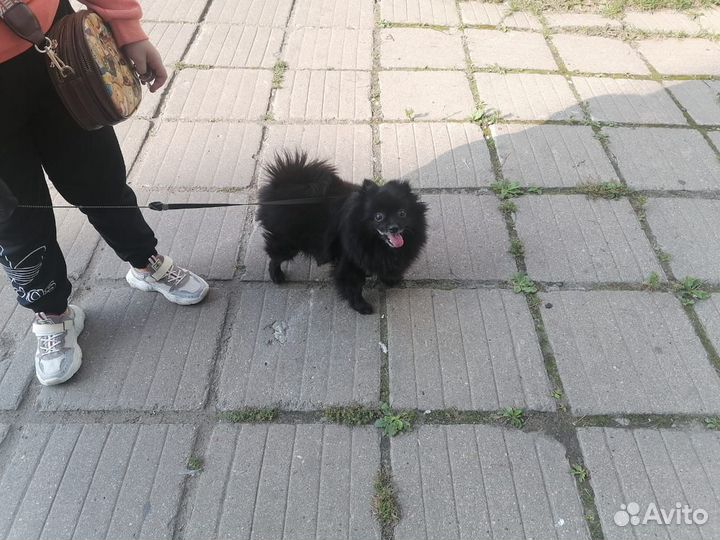 Собака в добрые руки шпиц