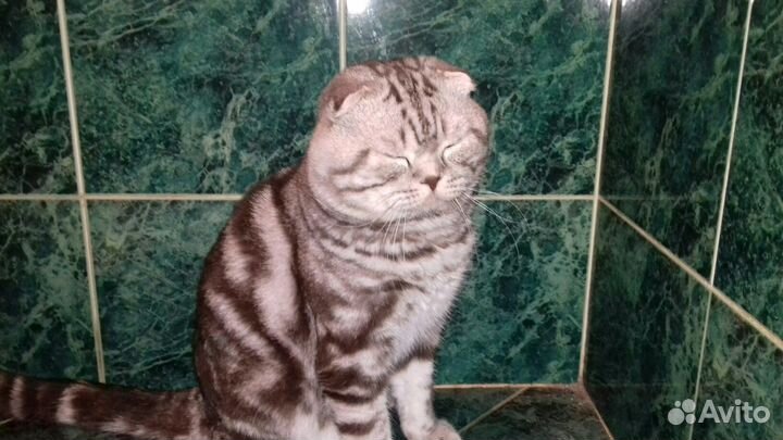 Приглашаем кошечек