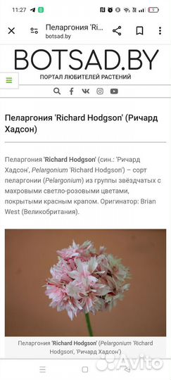 Звездчатые пеларгонии