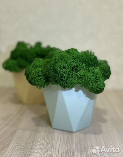 Кашпо со стабилизированным мхом