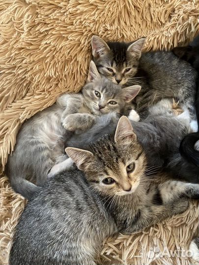 Котята в добрые руки