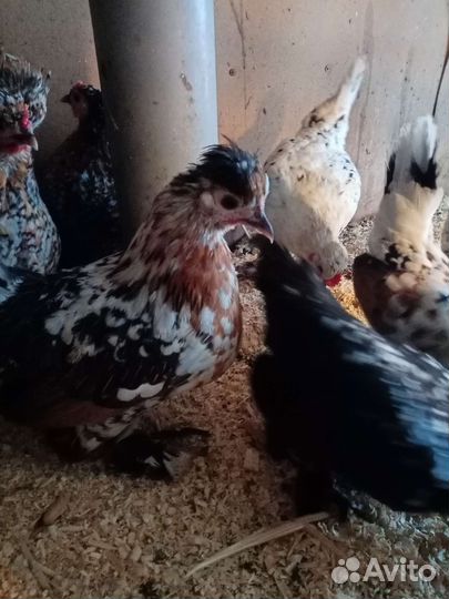 Алтайская бентамка