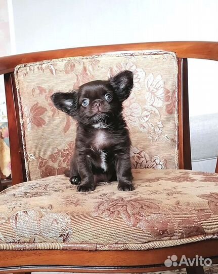 Девочки Чихуахуа