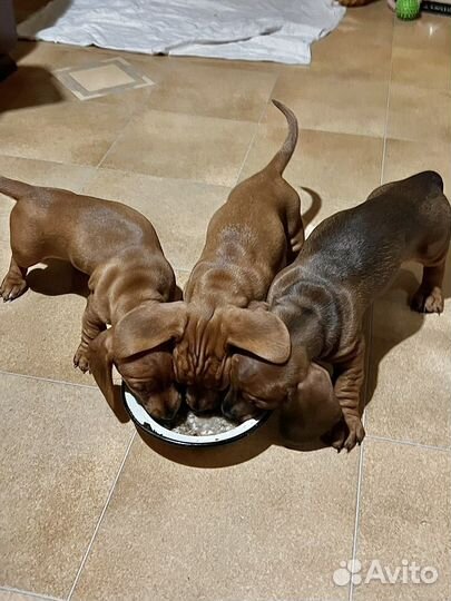 Щенки таксы