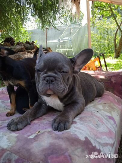 Чикибамбони