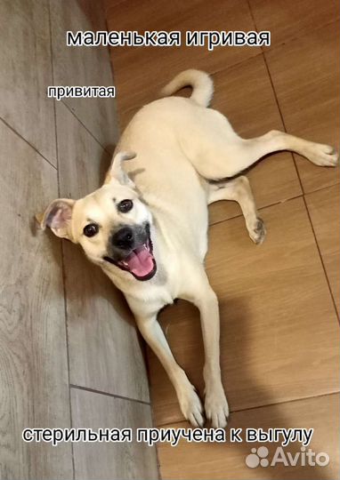 Бонечка приучена к выгулу