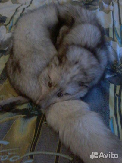 Шкурка животного