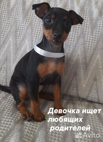 Щенки цвергпинчера