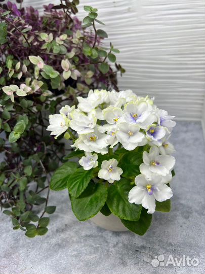 Детки и пасынки стандартных и миниатюрных Фиалок