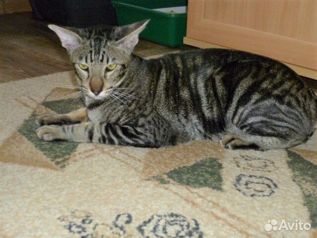 Передержка кошек