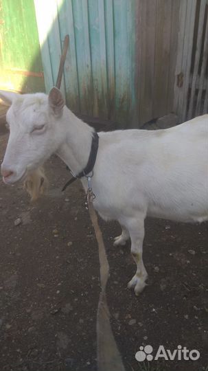 Коза дойная