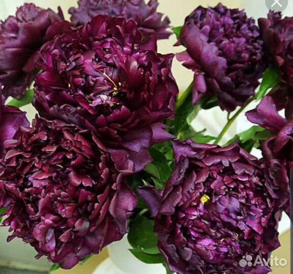 Пионы разнообразнейшие саженцы