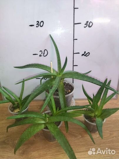 Продам цветы комнатные