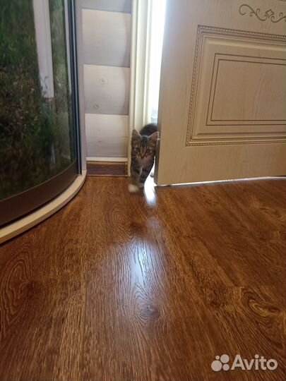 Котенок красавчик Оскар ищет любящий дом