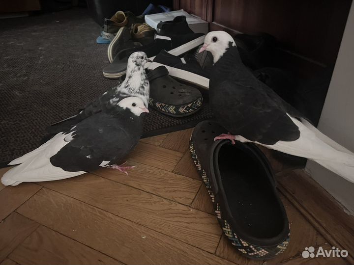 Голубь ручной