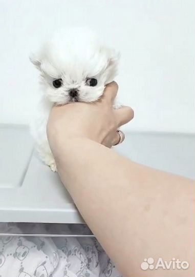 Мини щенок девочка мальтезе из Кореи