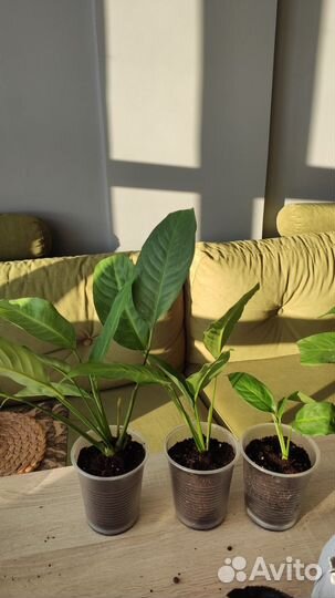 Спатифиллум уоллиса женское счастье