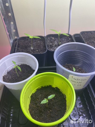 Рассада острых перцев