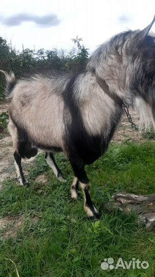 Козел альпийский